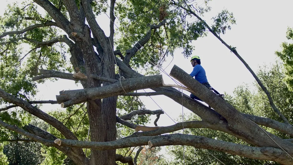 Professional Hazardous Tree Removal performed by certified arborists in Bruning